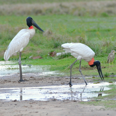 Jabiru Stork